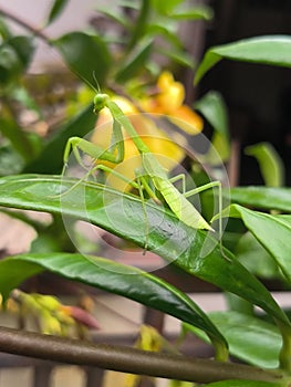 Rhombodera extensicollisÂ Known as praying mantises perched on green leaves against a background of yellow flowers.